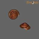 Image of Rock snail