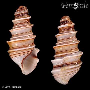 Image of Hemisinidae