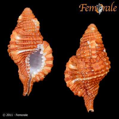 Image of triton shells