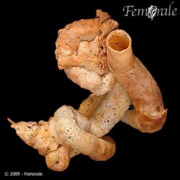 Image of worm-snails