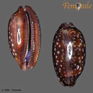 صورة <i>Cypraea zebra</i> L. 1758