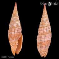 Image of Turbinelloidea Rafinesque 1815