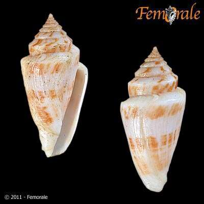 Image of cone snails