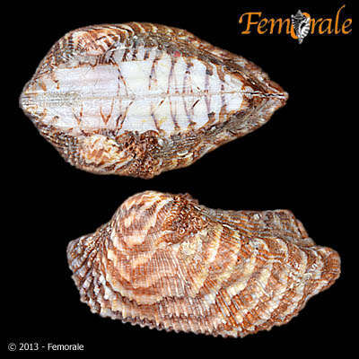 Image of Ark clam