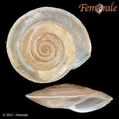 Image of Canariellidae