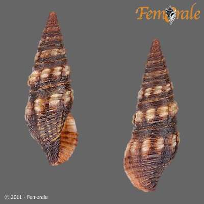 Image of Pseudomelatomidae J. P. E. Morrison 1966