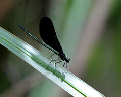 Image of Ebony Jewelwing