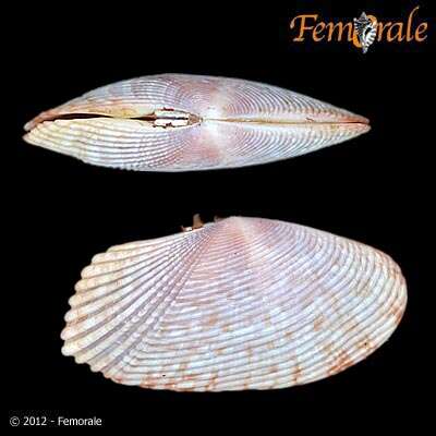 Imagem de Psammobiidae J. Fleming 1828