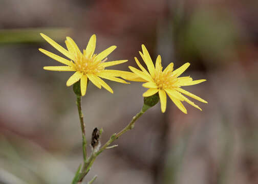 Image de Pityopsis graminifolia var. tracyi (Small) J. C. Semple