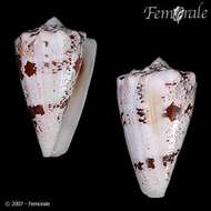 Image of cone snails