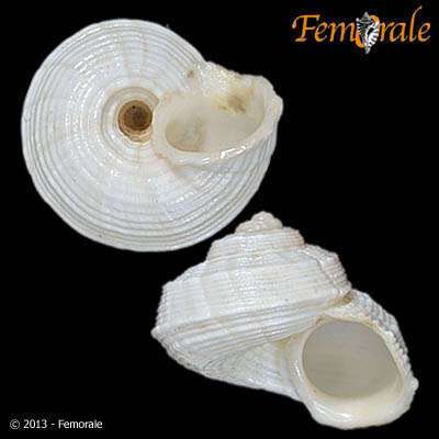 صورة Pomatiidae