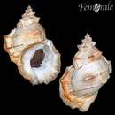 Image of California frogsnail