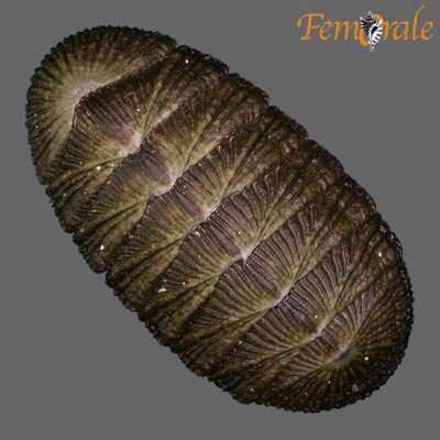 Image of chitons