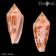 صورة Conus legatus Lamarck 1810