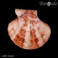 Image of Cryptopecten Dall, Bartsch & Rehder 1938