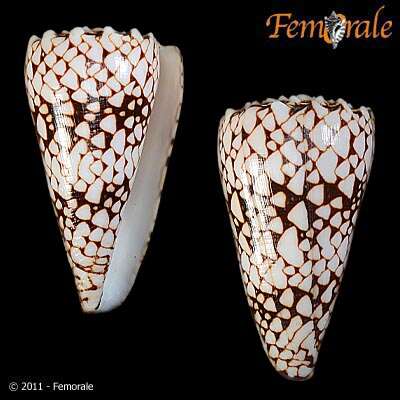 Image of cone snails