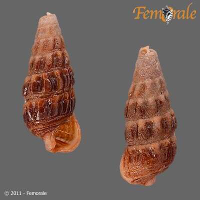 Image of Potamididae