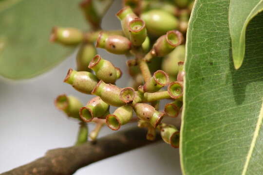 Image of Java plum