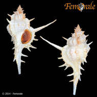 Image of <i>Chicoreus formosus</i> (Sowerby 1841)