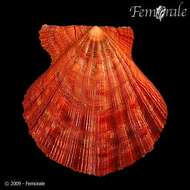 Image of Nodipecten Dall 1898