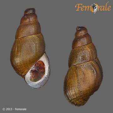 Image of unclassified Gastropoda