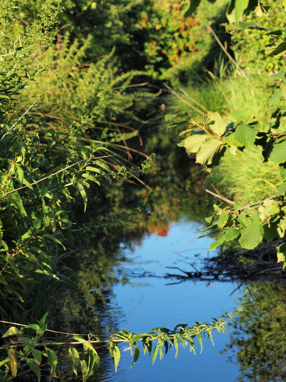 Image of Common Nettle