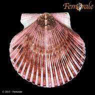 Image of Argopecten Monterosato 1889