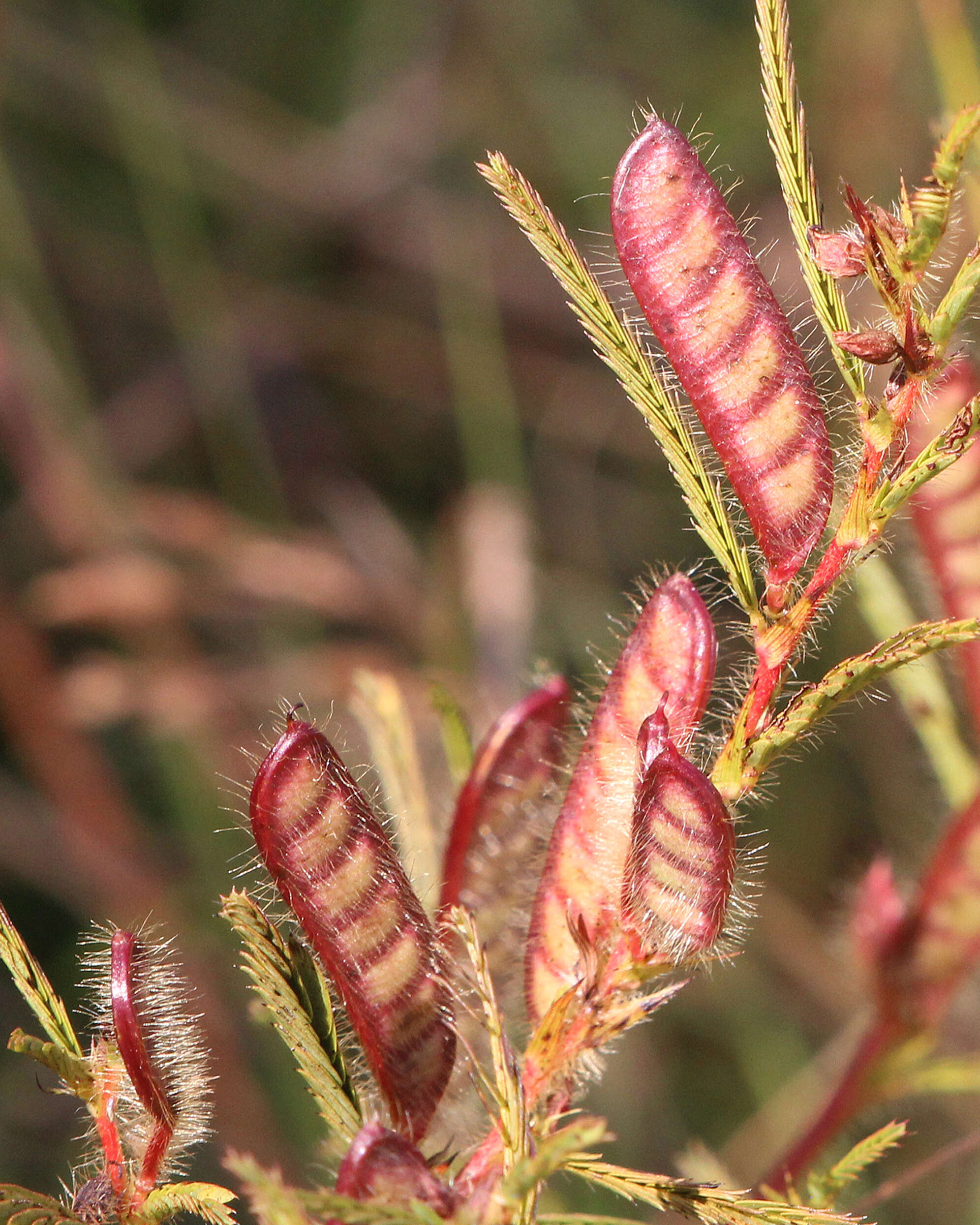 Image de Chamaecrista nictitans (L.) Moench