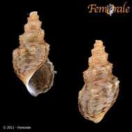 Image of unclassified Gastropoda