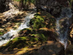 Image of hylocomium feather moss