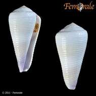 Image of cone snails