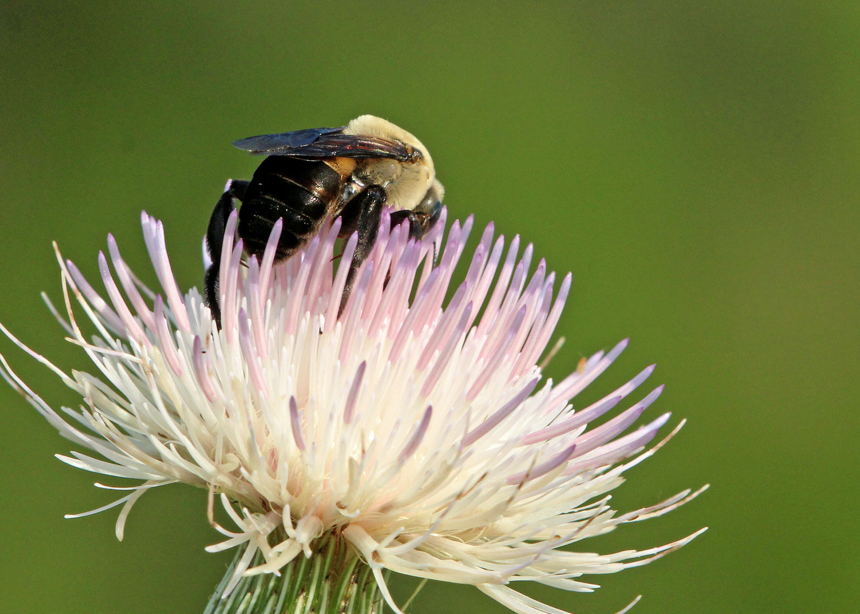 Xylocopa virginica (Linnaeus 1771) resmi