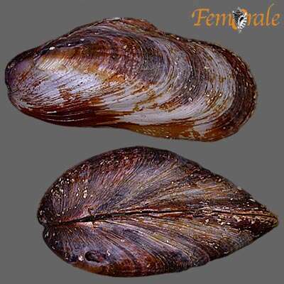 Image of Marine Mussels