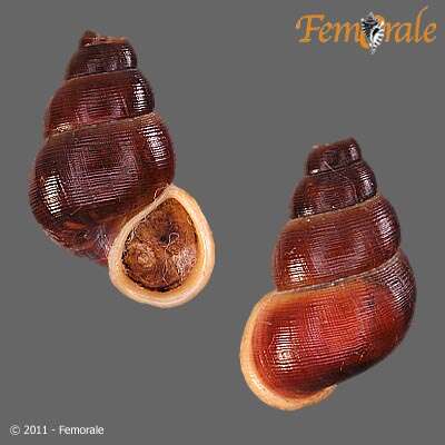 Image of Annulariidae