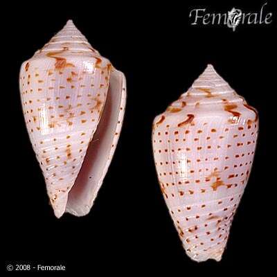 Image de Conasprella puncticulata (Hwass ex Bruguière 1792)