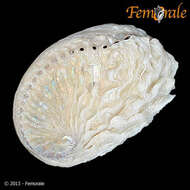 Image of Haliotoidea Rafinesque 1815