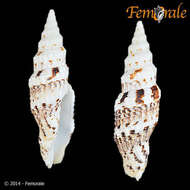 Image of Turbinelloidea Rafinesque 1815