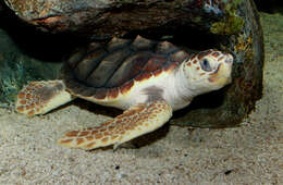 Image of Caretta