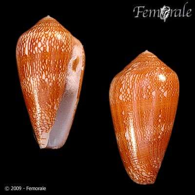 Image of cone snails