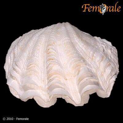 Image of giant clam