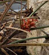 Image de Acanthostachys strobilacea (Schult. & Schult. fil.) Klotzsch