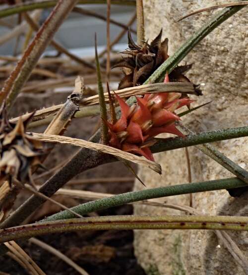 Image de Acanthostachys strobilacea (Schult. & Schult. fil.) Klotzsch