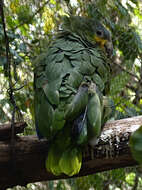 Image of Orange-winged Amazon