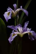 Image of Virginia iris