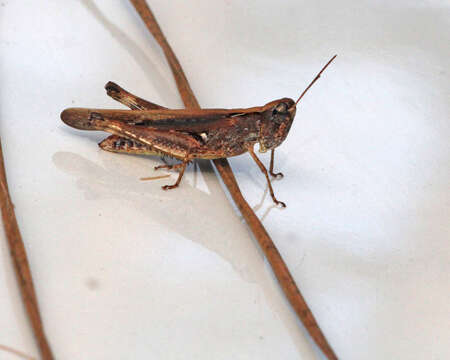 Image of Spotted-winged Grasshopper