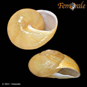 Image of land snail