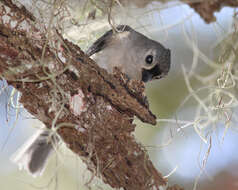 Image of American Titmice