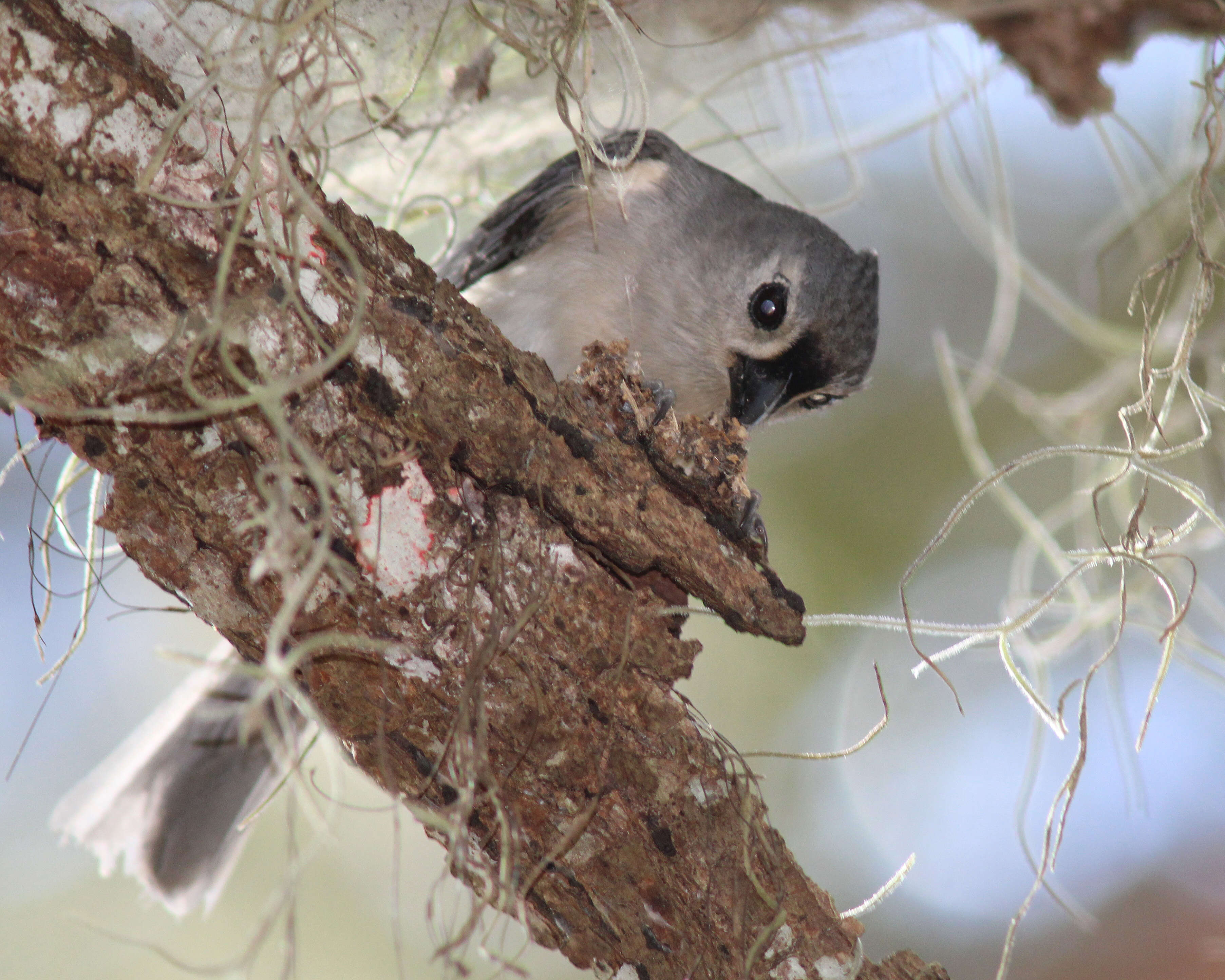 Image of American Titmice