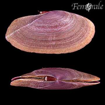 Imagem de Psammobiidae J. Fleming 1828