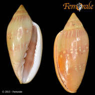 Image of Marginella Lamarck 1799